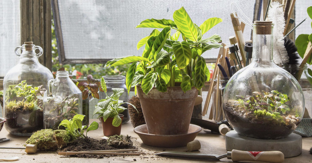 Houseplants in a potting shed