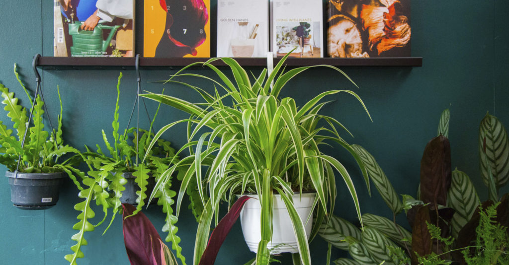 Hanging houseplants 