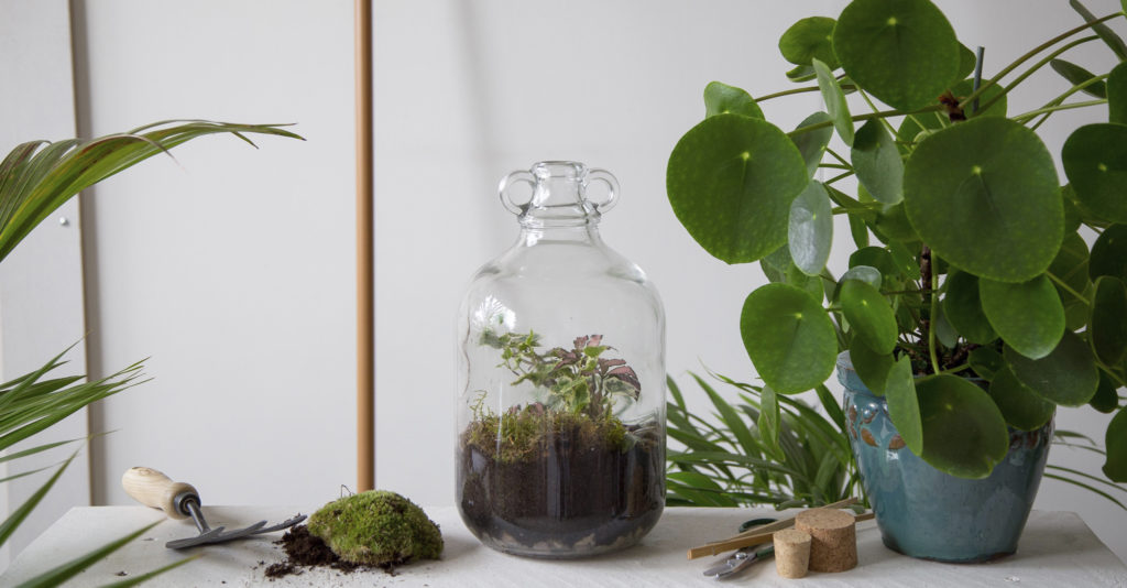 A London Terrariums creation filled with houseplants